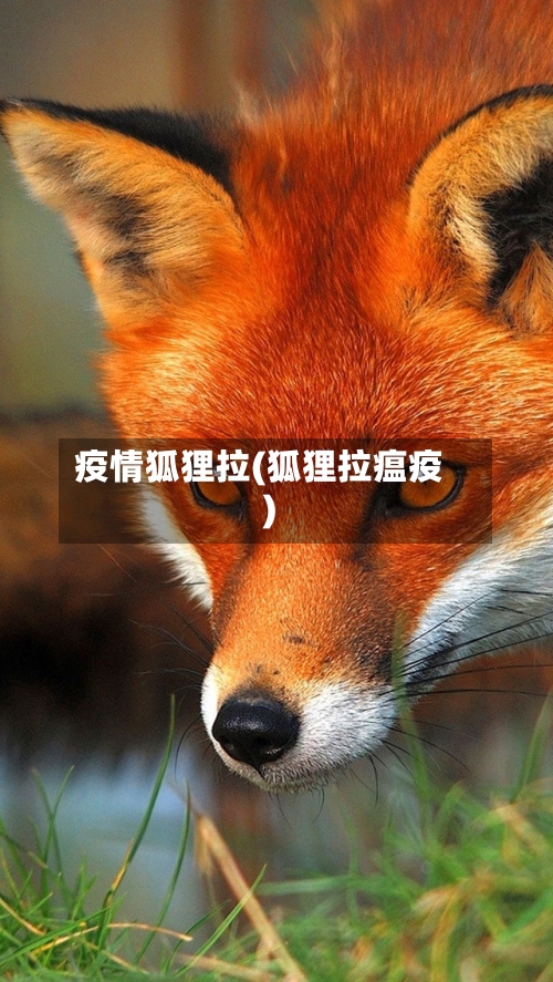 疫情狐狸拉(狐狸拉瘟疫)