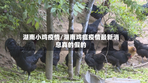 湖南小鸡疫情/湖南鸡瘟疫情最新消息真的假的