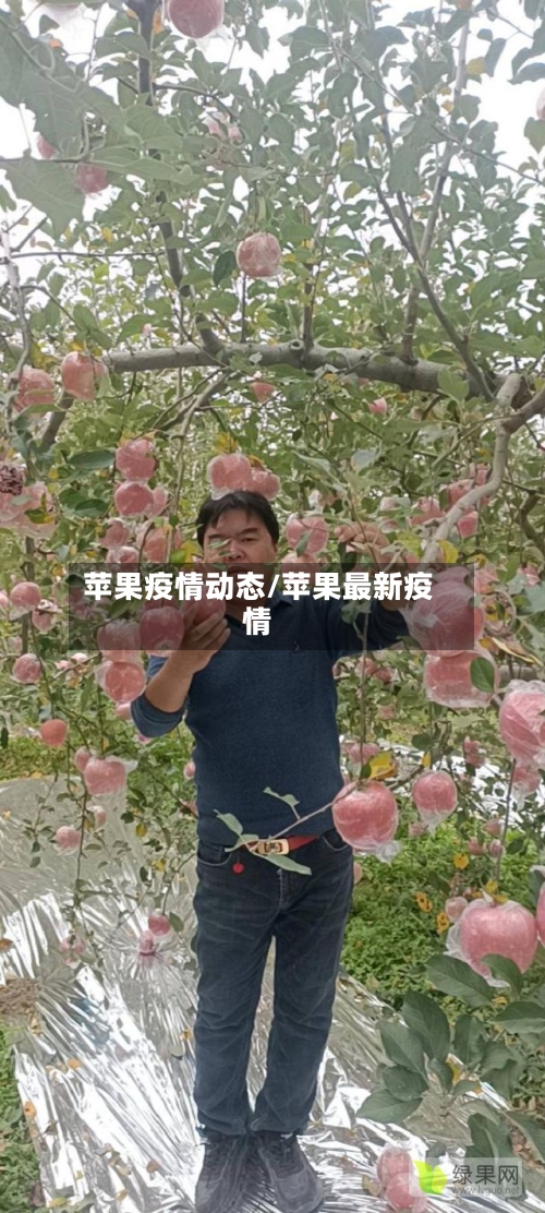 苹果疫情动态/苹果最新疫情