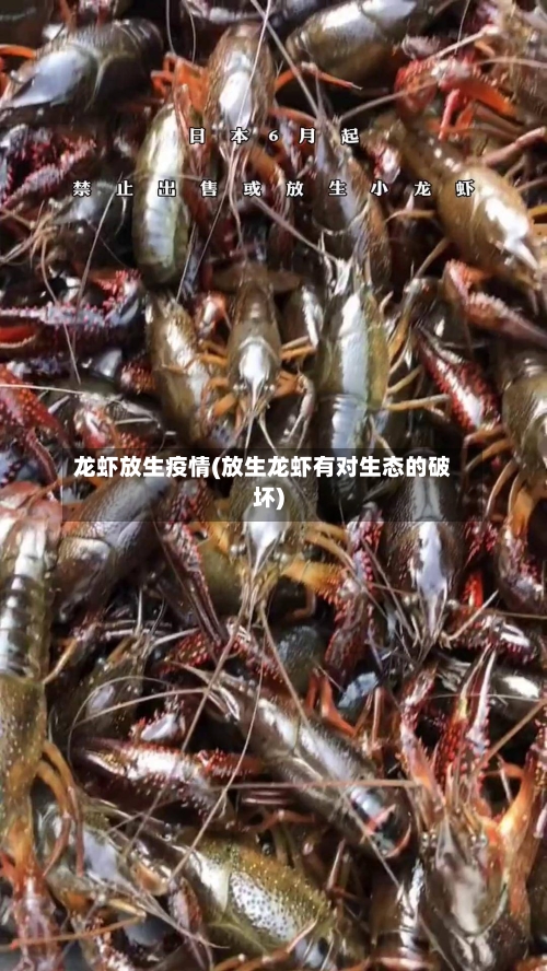 龙虾放生疫情(放生龙虾有对生态的破坏)