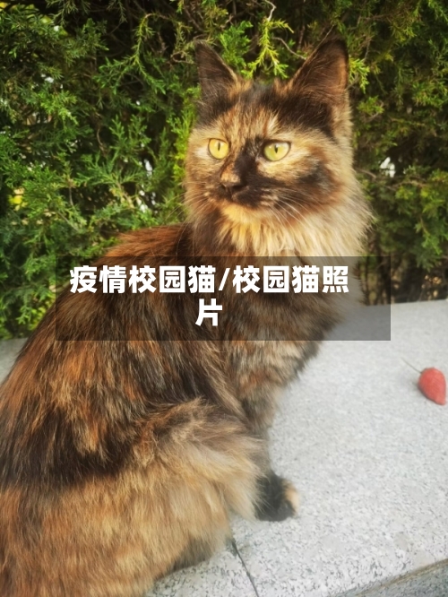 疫情校园猫/校园猫照片-第1张图片