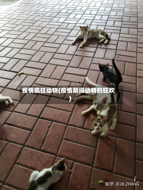 疫情疯狂动物(疫情期间动物的狂欢)