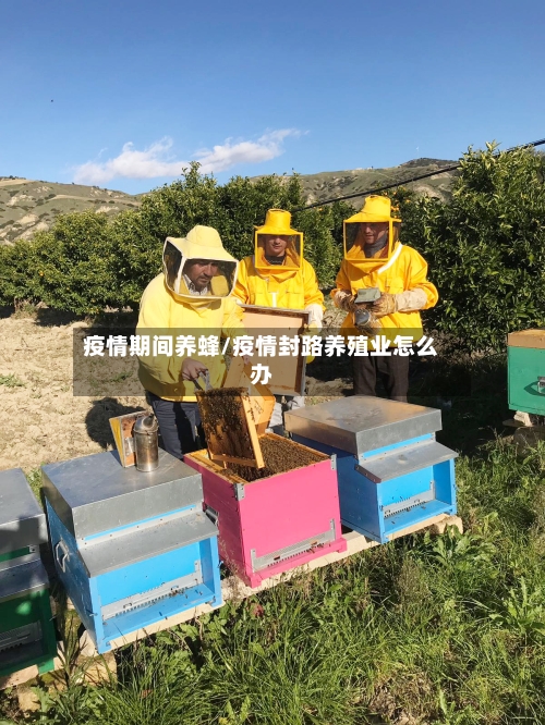疫情期间养蜂/疫情封路养殖业怎么办