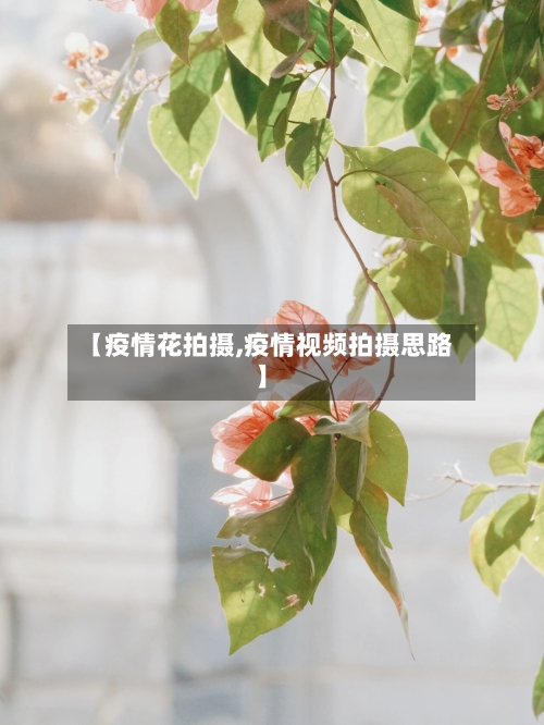 【疫情花拍摄,疫情视频拍摄思路】
