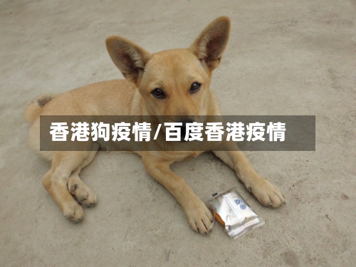 香港狗疫情/百度香港疫情-第1张图片