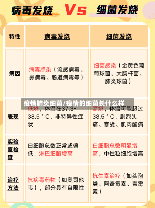 疫情肺炎细菌/疫情的细菌长什么样