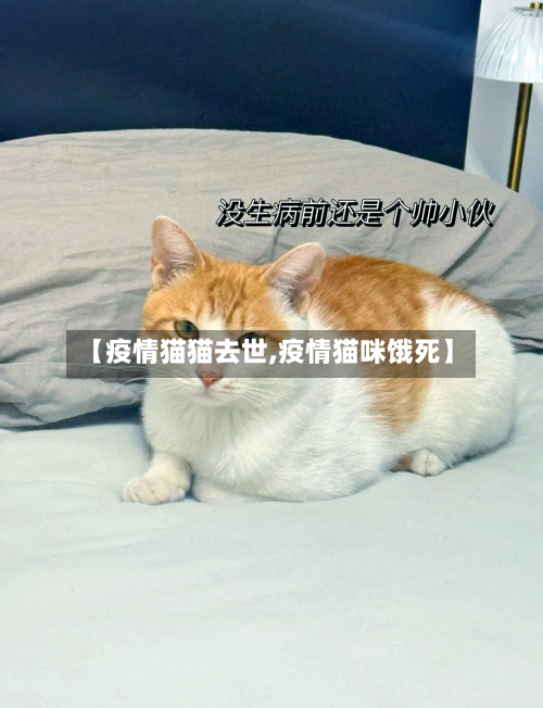 【疫情猫猫去世,疫情猫咪饿死】