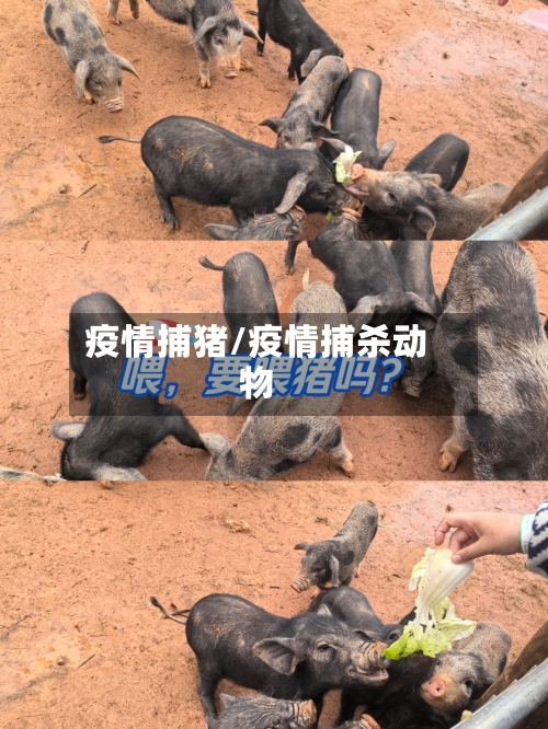 疫情捕猪/疫情捕杀动物-第1张图片