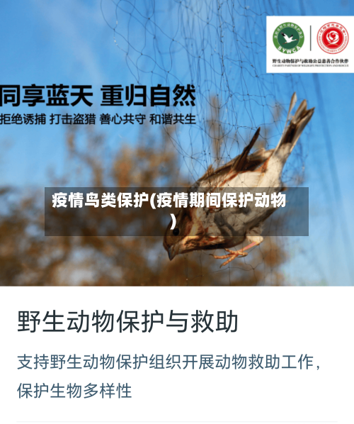疫情鸟类保护(疫情期间保护动物)