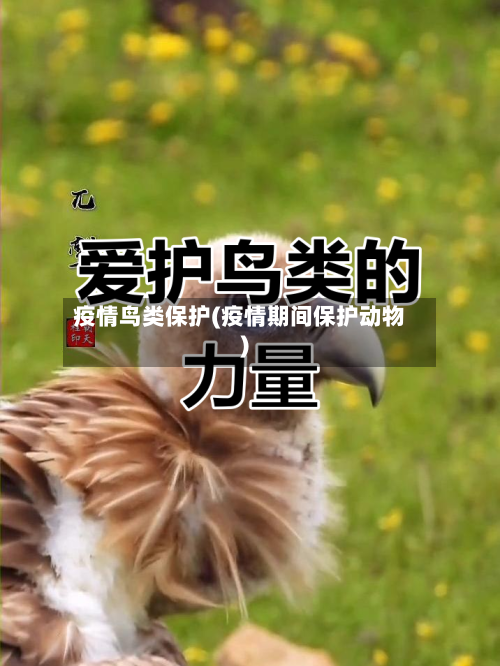 疫情鸟类保护(疫情期间保护动物)-第2张图片