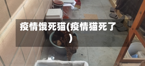 疫情饿死猫(疫情猫死了)-第2张图片