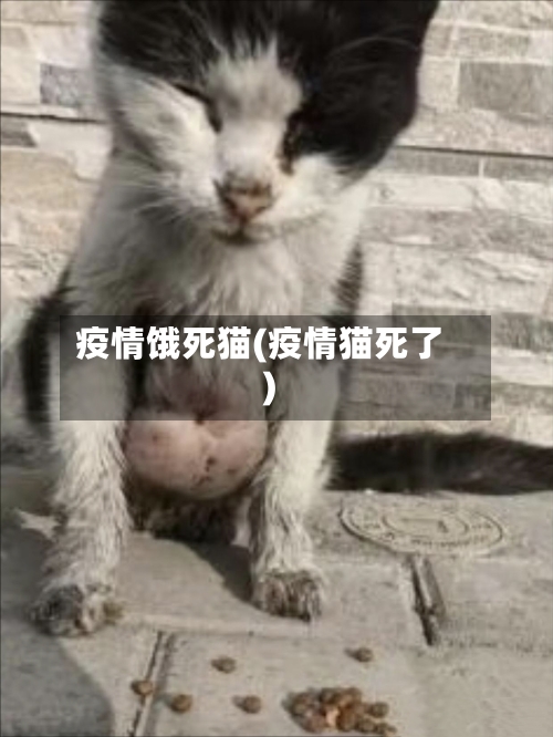 疫情饿死猫(疫情猫死了)