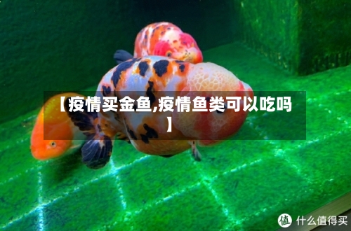 【疫情买金鱼,疫情鱼类可以吃吗】-第2张图片
