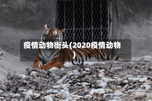 疫情动物街头(2020疫情动物)-第1张图片