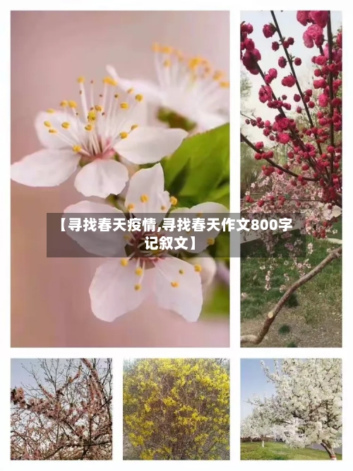 【寻找春天疫情,寻找春天作文800字记叙文】