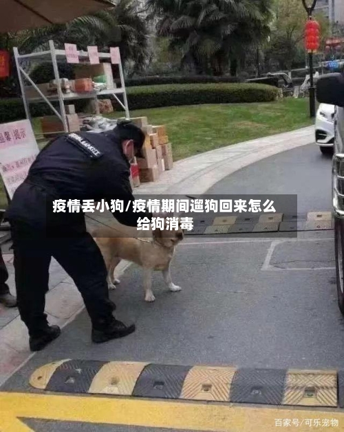疫情丢小狗/疫情期间遛狗回来怎么给狗消毒