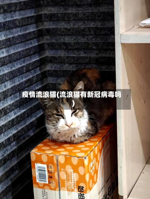 疫情流浪猫(流浪猫有新冠病毒吗)-第1张图片