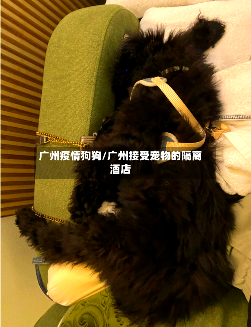 广州疫情狗狗/广州接受宠物的隔离酒店