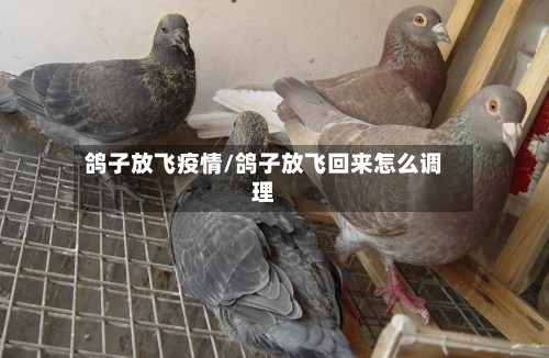 鸽子放飞疫情/鸽子放飞回来怎么调理