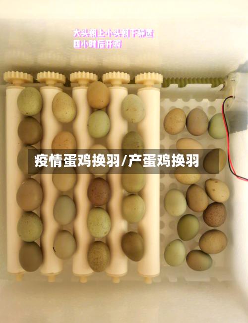 疫情蛋鸡换羽/产蛋鸡换羽