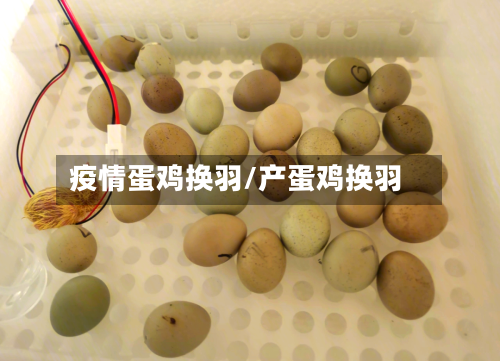 疫情蛋鸡换羽/产蛋鸡换羽-第3张图片