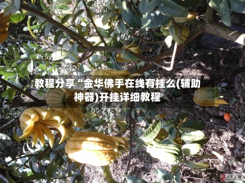 教程分享“金华佛手在线有挂么(辅助神器)开挂详细教程-第2张图片