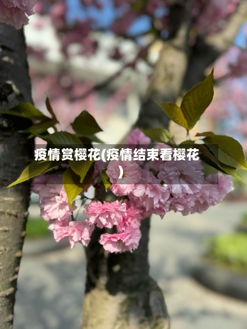 疫情赏樱花(疫情结束看樱花)-第2张图片