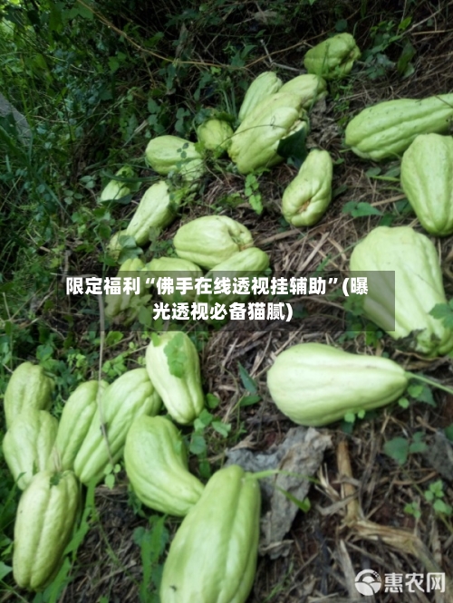 限定福利“佛手在线透视挂辅助”(曝光透视必备猫腻)