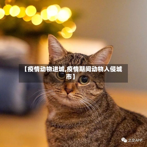 【疫情动物进城,疫情期间动物入侵城市】