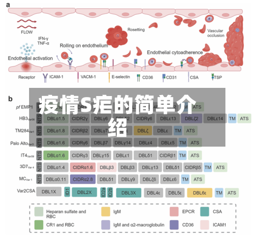 疫情S疟的简单介绍-第2张图片