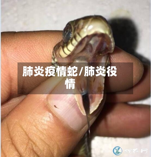 肺炎疫情蛇/肺炎役情-第1张图片