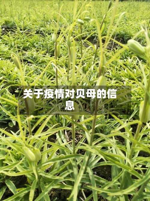 关于疫情对贝母的信息-第1张图片