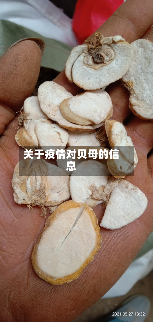 关于疫情对贝母的信息-第2张图片