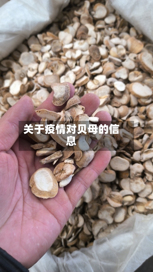 关于疫情对贝母的信息-第3张图片