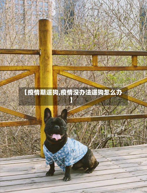 【疫情期遛狗,疫情没办法遛狗怎么办】