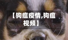 【狗瘟疫情,狗瘟视频】