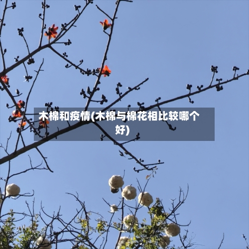 木棉和疫情(木棉与棉花相比较哪个好)-第2张图片