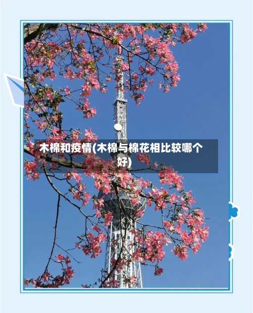 木棉和疫情(木棉与棉花相比较哪个好)
