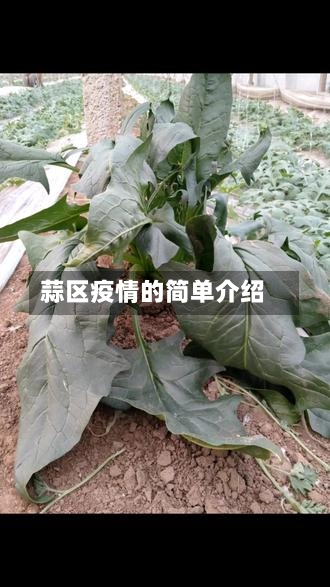 蒜区疫情的简单介绍-第3张图片