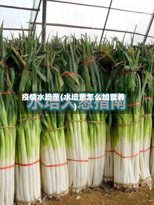 疫情水培葱(水培葱怎么加营养)-第2张图片