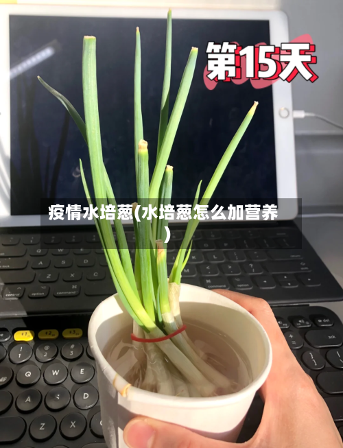 疫情水培葱(水培葱怎么加营养)-第1张图片