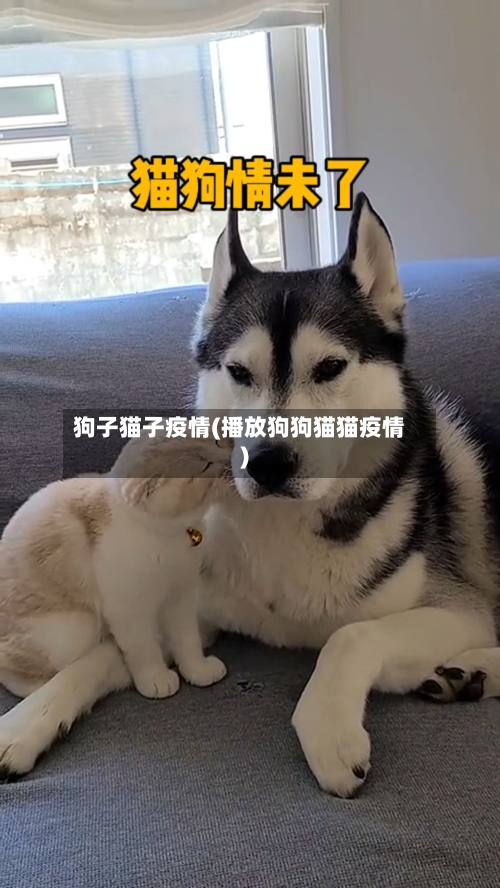 狗子猫子疫情(播放狗狗猫猫疫情)-第2张图片
