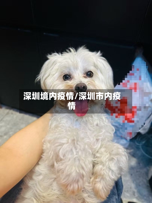 深圳境内疫情/深圳市内疫情