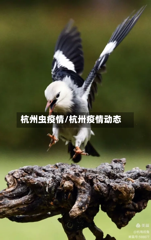 杭州虫疫情/杭卅疫情动态