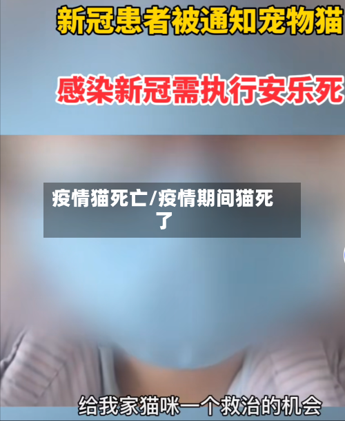 疫情猫死亡/疫情期间猫死了-第2张图片