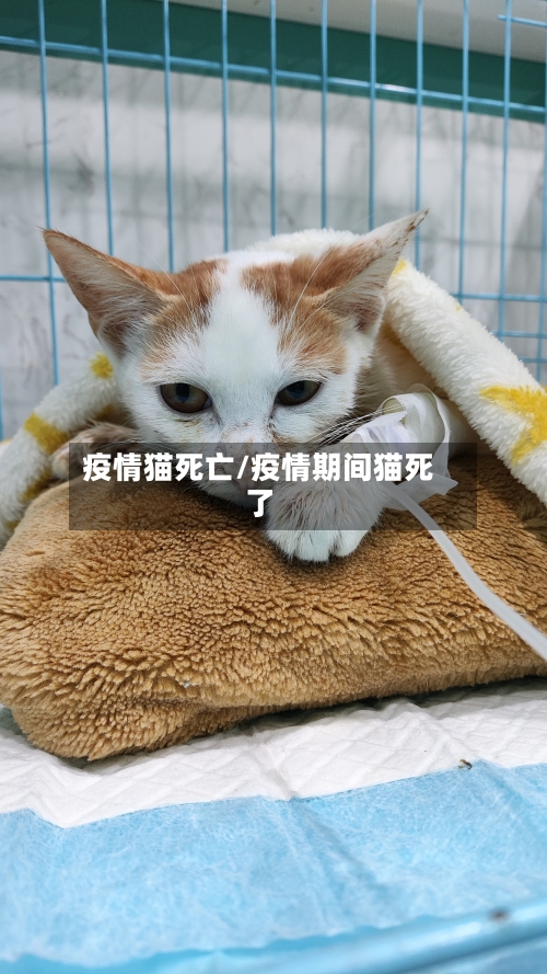 疫情猫死亡/疫情期间猫死了-第1张图片