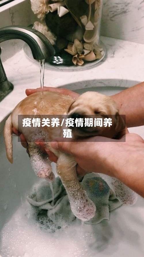 疫情关养/疫情期间养殖-第2张图片