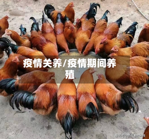 疫情关养/疫情期间养殖-第3张图片