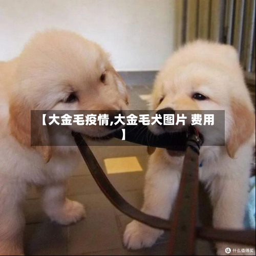 【大金毛疫情,大金毛犬图片 费用】