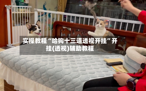 实操教程“哈狗十三道透视开挂”开挂(透视)辅助教程-第1张图片